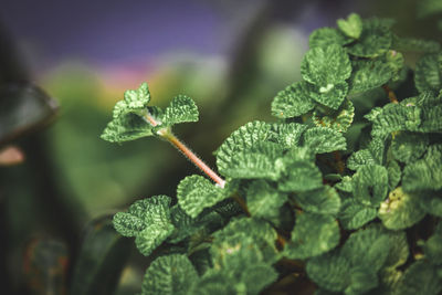 Close-up of fresh green leaves