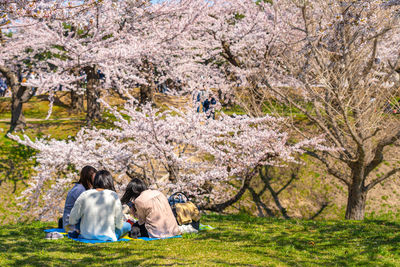Rear view of people on cherry blossom tree