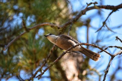 Low angle view of bird perching on tree