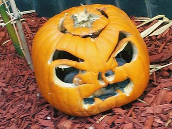 Close-up of yellow flower