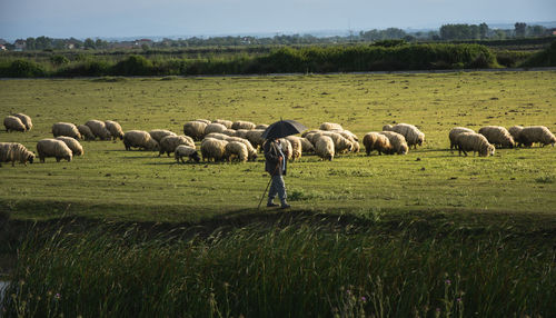 Sheep grazing on field