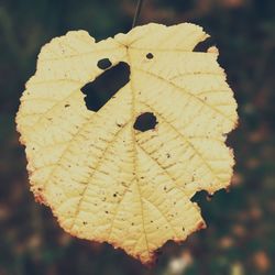 Close-up of leaf