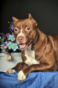 Portrait of dog relaxing on bed