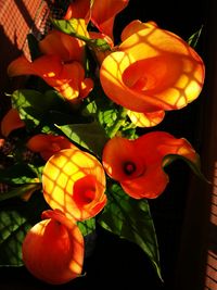 Close-up of orange rose flower
