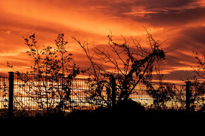 Silhouette plants against sky during sunset