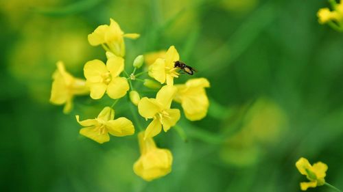 Close-up of honey bee pollinating flower