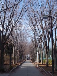 Empty road along bare trees in city