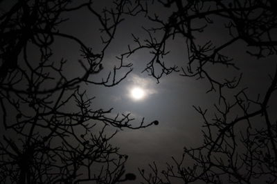 Low angle view of silhouette tree against sky