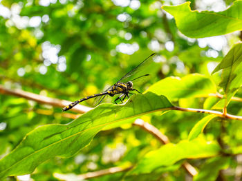 Close-up of insect on leaf