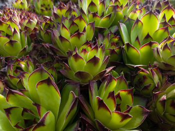Close up of sempervivum tectorum or common houseleek plant. rosette pattern background