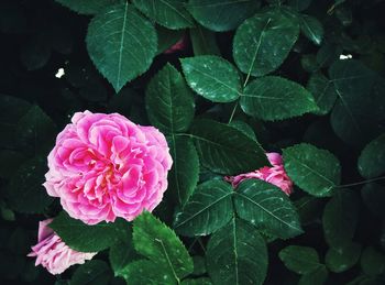 Close-up of pink rose blooming outdoors