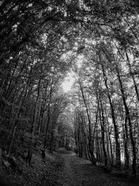 Trees in forest during autumn