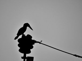 Low angle view of birds perching on power line