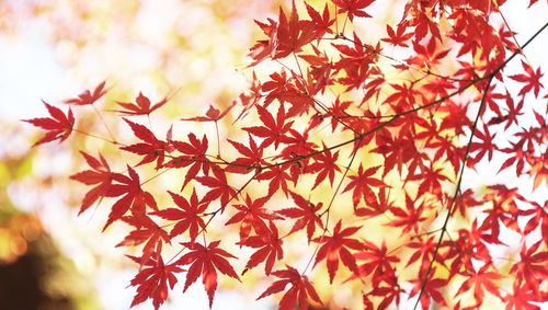 Close-up of maple leaves