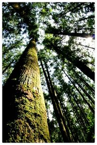 Low angle view of trees in the forest