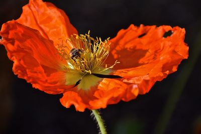 Close-up of honey bee on flower