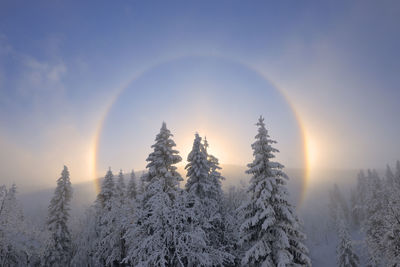 Germany, saxony, halo oversnow-coveredlandscape of ore mountains