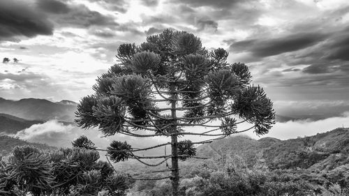 Tree against sky