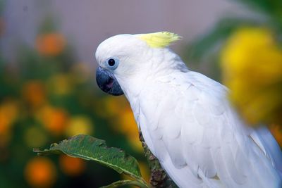 Close-up of a parrot