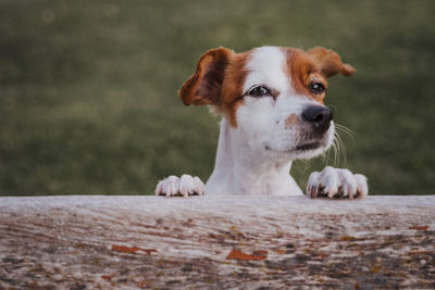 Close-up of dog looking away