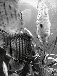 Close-up of fish swimming in aquarium