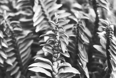 Close-up of green leaves