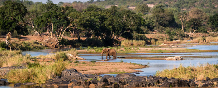 Elephant in lake at kruger national park