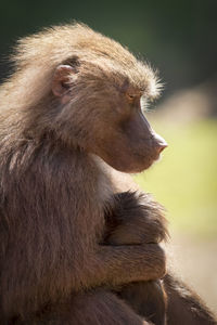 Close-up of gorilla sitting looking away