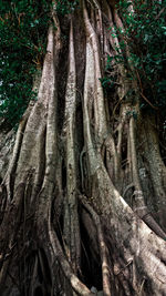 View of trees in forest