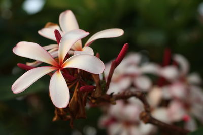 Close-up of white flowering plant