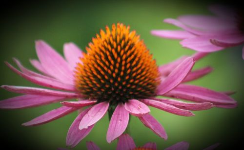 Close-up of pink flower