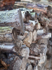 Close-up of logs in forest