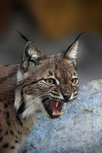 Close-up of eurasian lynx looking away while roaring