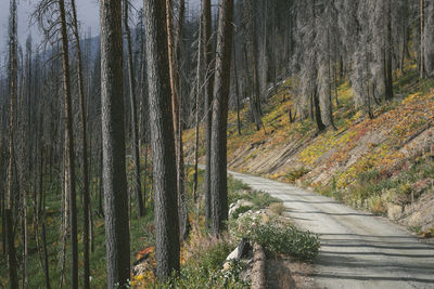 Forest road through burned trees from forest fire