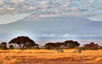 Herd of zebras in front of the kilimanjaro