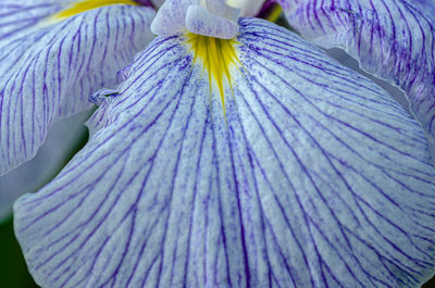 Close-up of purple flowering plant