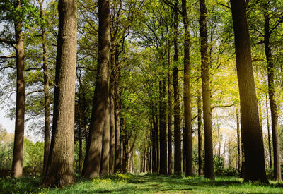 Picturesque view of the green trees in a park, backlight. romantic scenery in the spring.