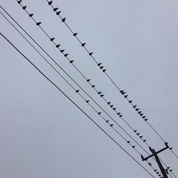 Low angle view of birds perching on power line