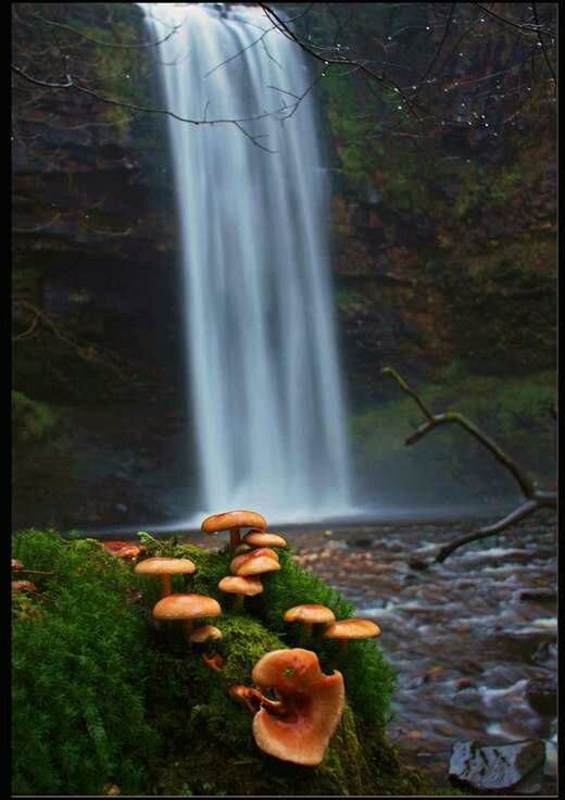 WATERFALL AMIDST TREES IN FOREST