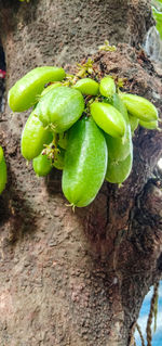 High angle view of green fruits on tree trunk