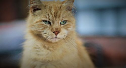 Close-up portrait of ginger cat at home