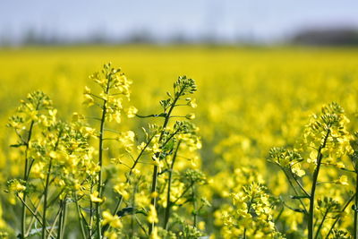 Yellow flowering plants on field