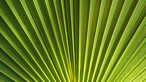 Full frame shot of palm leaf