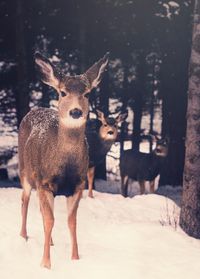 Portrait of deer standing on tree trunk