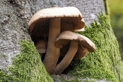 Close-up of mushroom growing on tree trunk