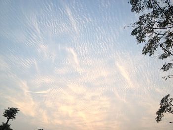 Low angle view of tree against sky