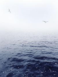 Seagull flying over sea