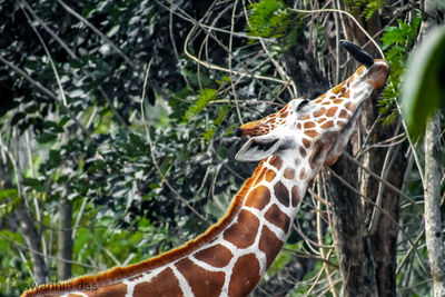 Close-up of a giraffe in the forest