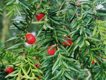 Close-up of red chili peppers on tree