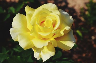 Close-up of yellow rose